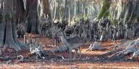 Parco Migliarino San Rossore Massaciuccoli