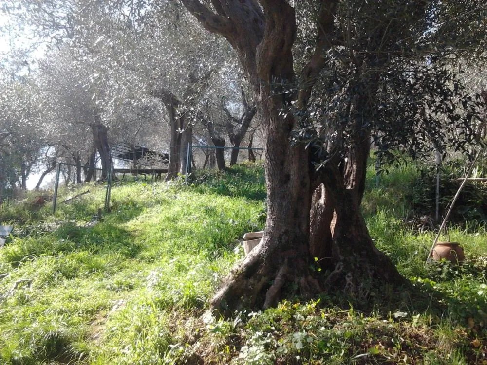 Guardistallo